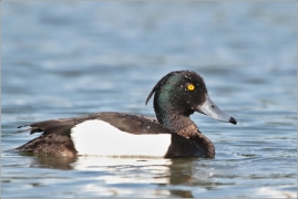 <p>Polák chocholačka (Aythya fuligula) –--- /Tufted duck – Reiherente/</p>